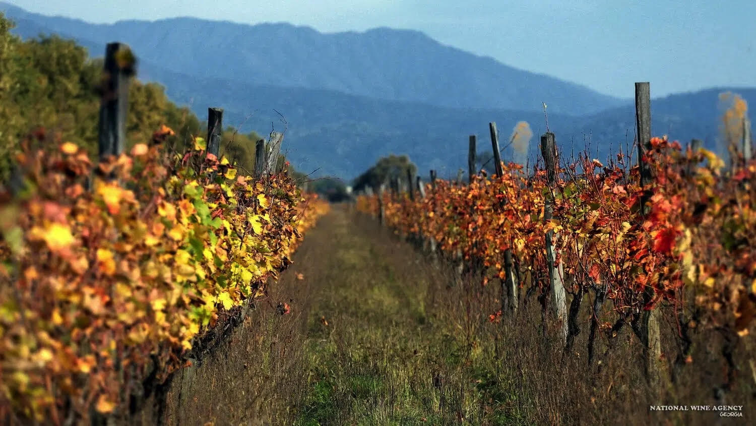 Twins Wine House Cover Image